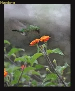 Archilochus colubris